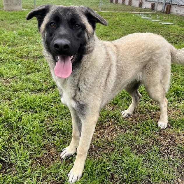 Enlarge Sunny 25-1588, a Adoptable Anatolian Shepherd in Los Banos, CA image 4/6