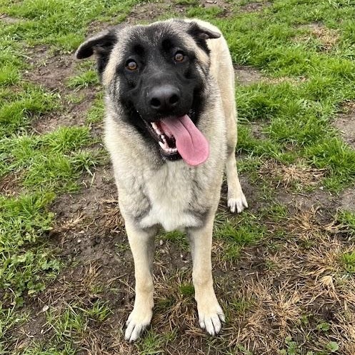 Enlarge Sunny 25-1588, a Adoptable Anatolian Shepherd in Los Banos, CA image 2/6