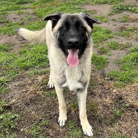 Sunny 25-1588, Adoptable, Young Female Anatolian Shepherd.