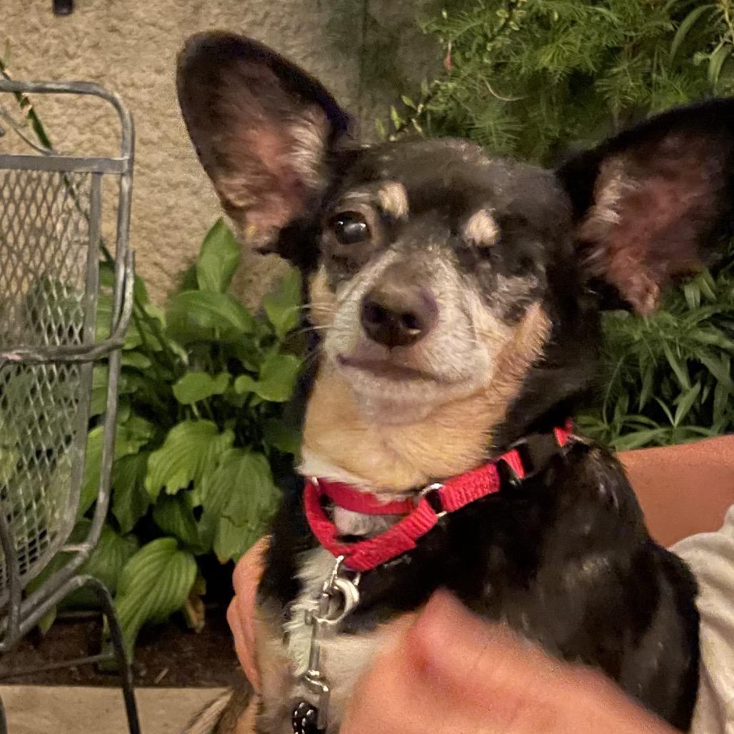 Katie, Adoptable, Senior Female Chihuahua.