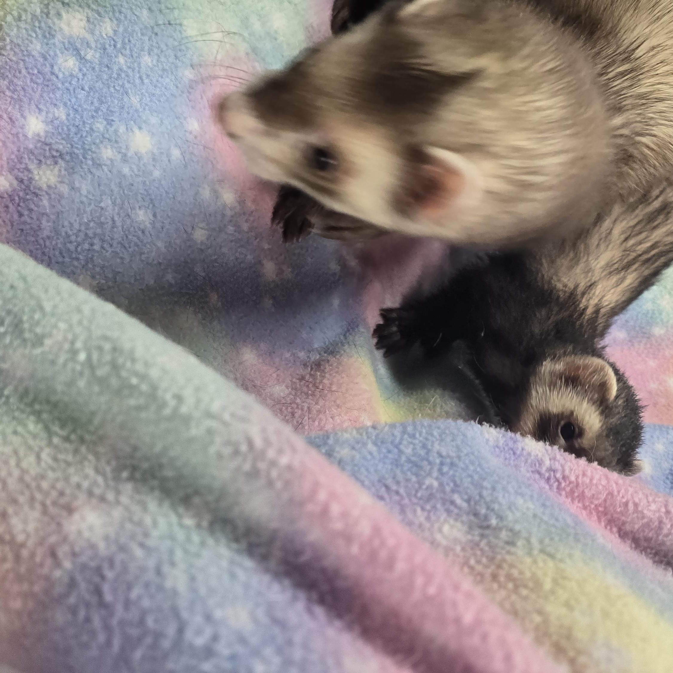 Meatball and Ratatouli, ADOPTABLE, Senior Male Ferret.