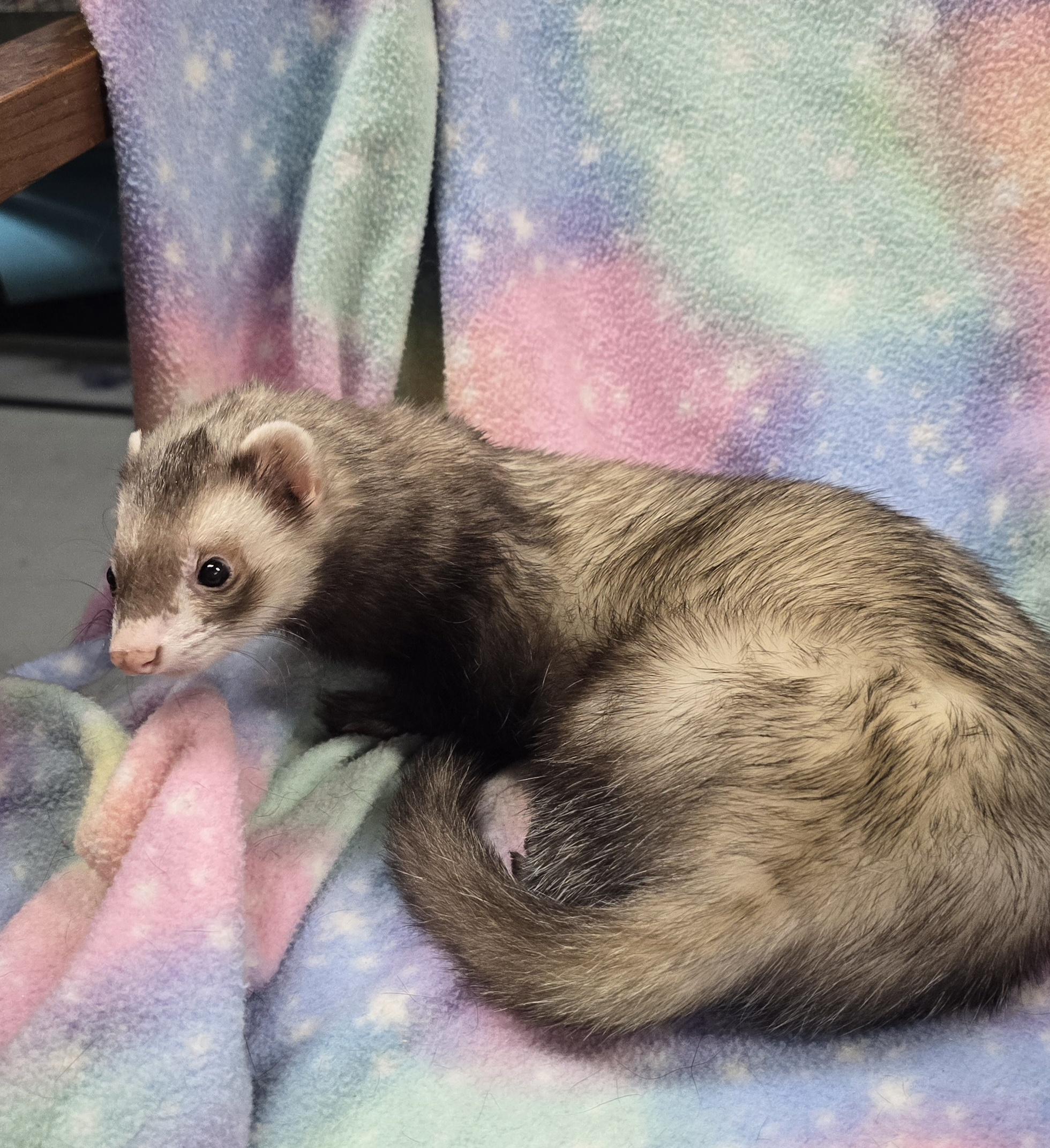 Enlarge Meatball and Ratatouli, a ADOPTABLE Ferret in Randolph, NJ image 3/3