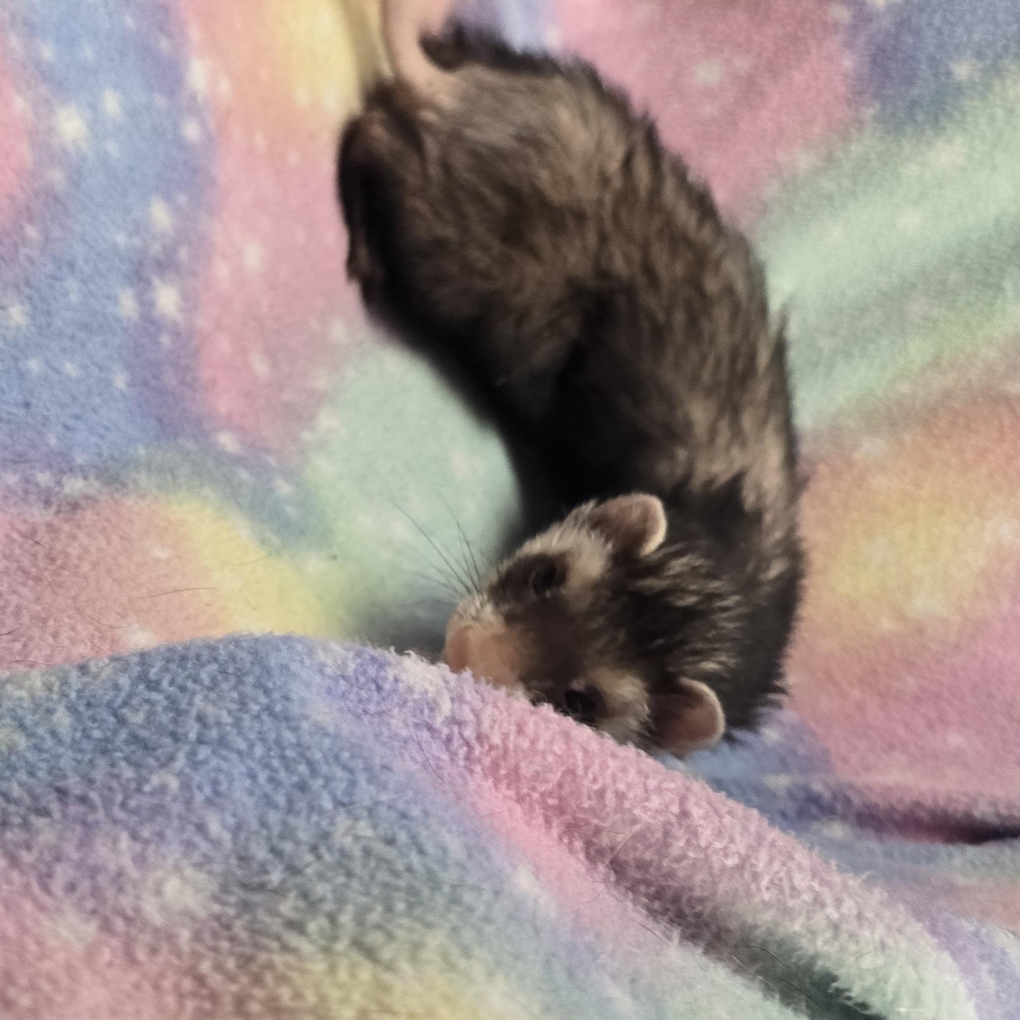 Enlarge Meatball and Ratatouli, a ADOPTABLE Ferret in Randolph, NJ image 2/3