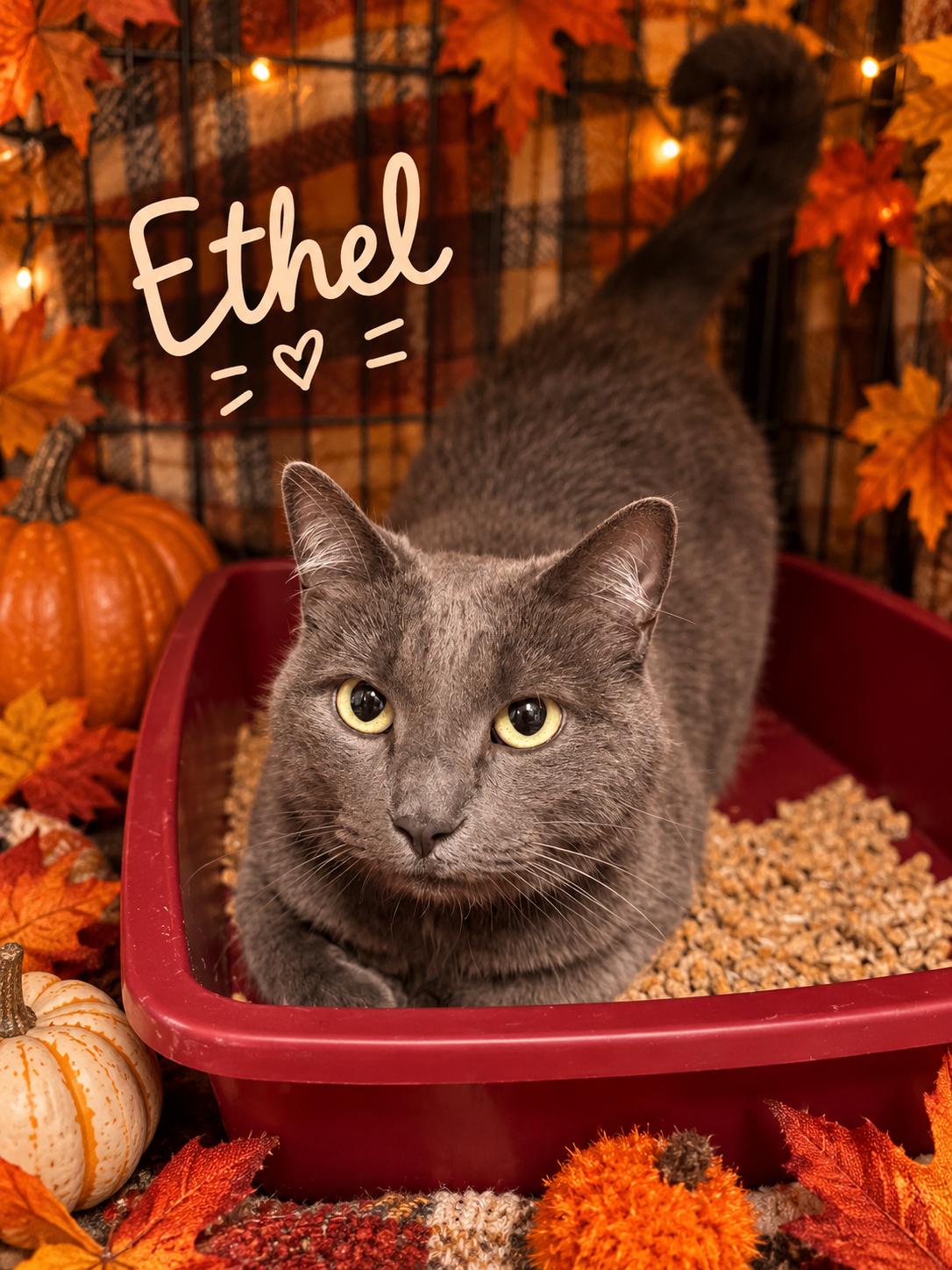 Enlarge Ethel, a Adoptable Domestic Short Hair in Orleans, VT image 1/1