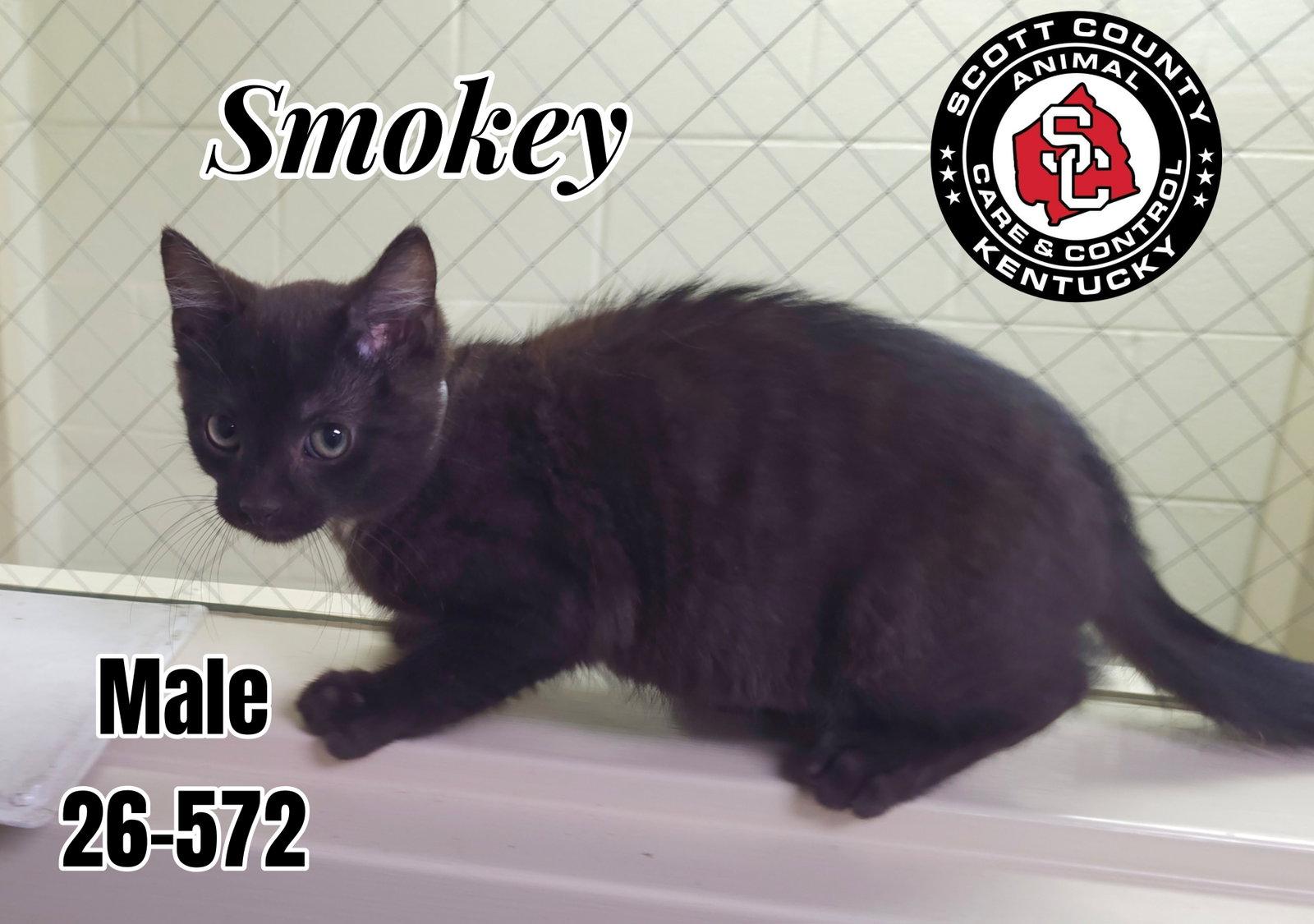 Smokey, Adoptable, Kitten Male Domestic Short Hair.