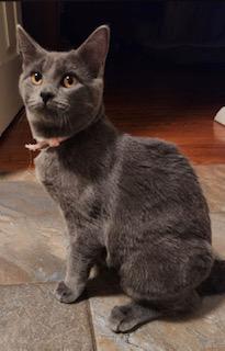 PANCAKE, Adoptable, Young Female Domestic Medium Hair.