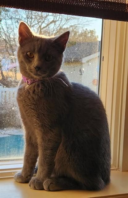 PANCAKE, Adoptable, Young Female Domestic Medium Hair.