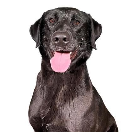 Enlarge Fiona, a Adoptable mixed breed in Reno, NV image 1/1