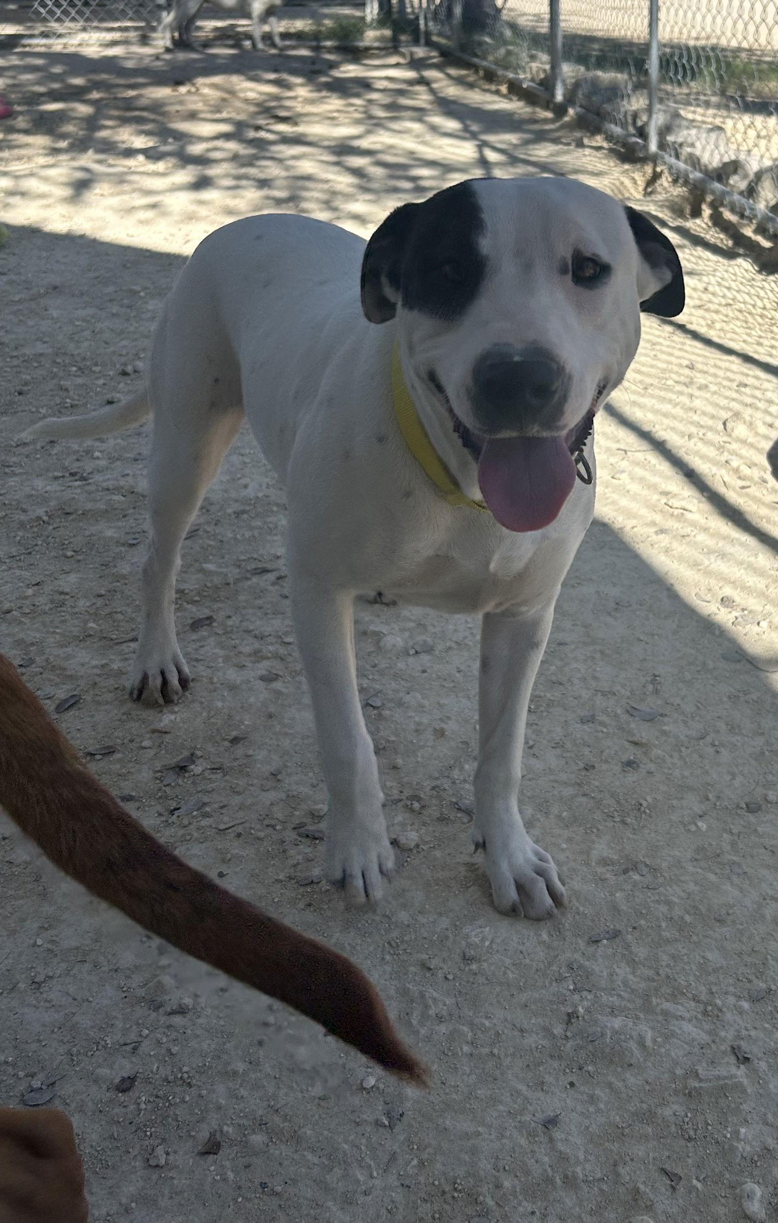 Peaches, Adoptable, Adult Female Labrador Retriever & Catahoula Leopard Dog.