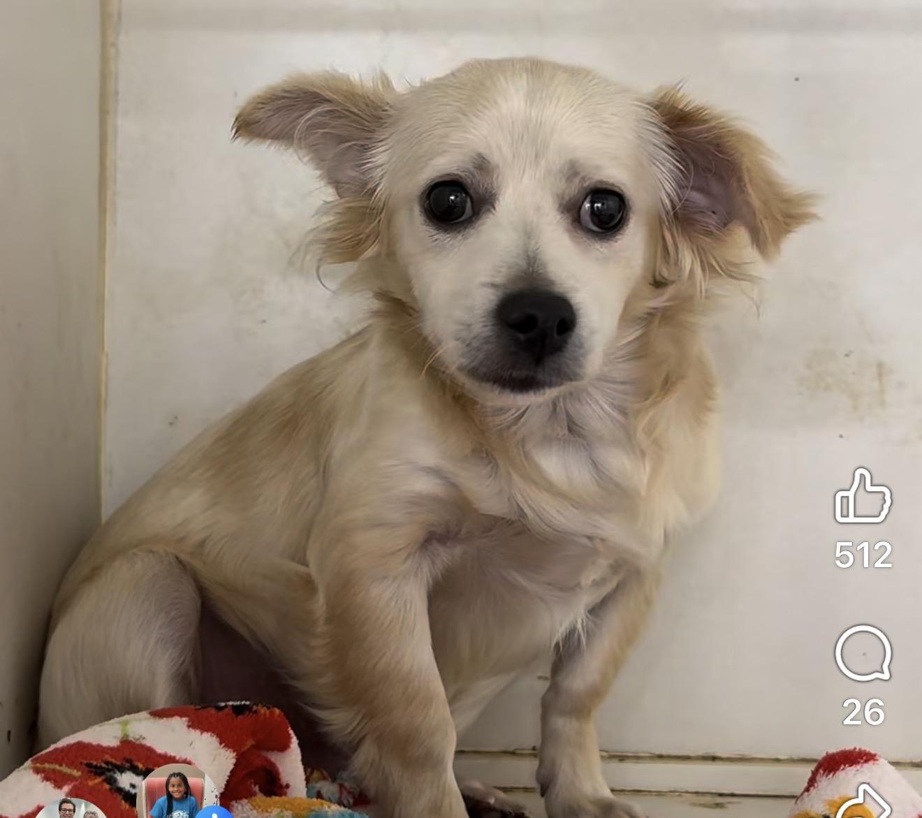 Lucky, ADOPTABLE, Puppy Male Chihuahua.