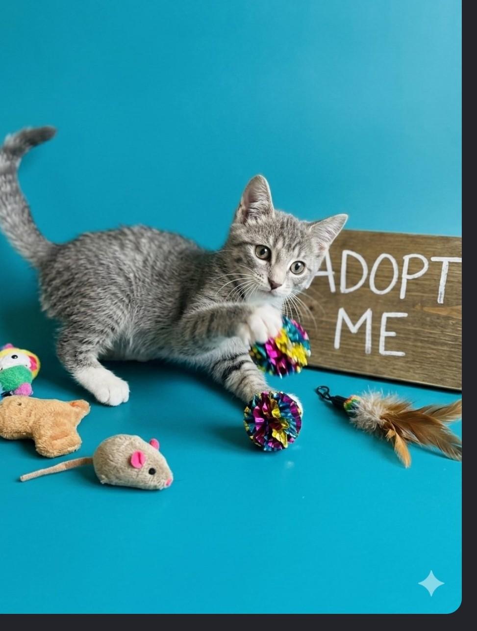 Enlarge Juniper - Playful kitten, a Adoptable Domestic Short Hair in Eagle, WI image 4/6