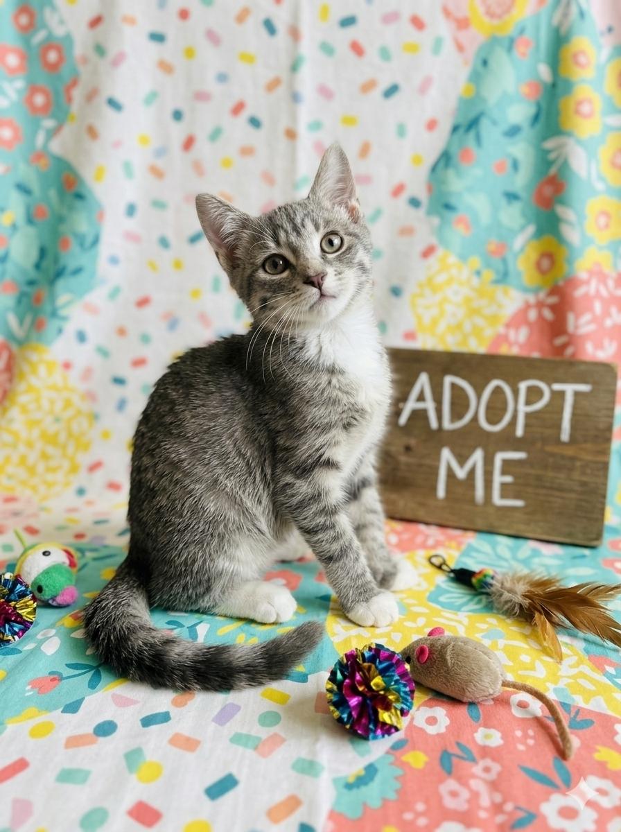 Enlarge Juniper - Playful kitten, a Adoptable Domestic Short Hair in Eagle, WI image 2/6