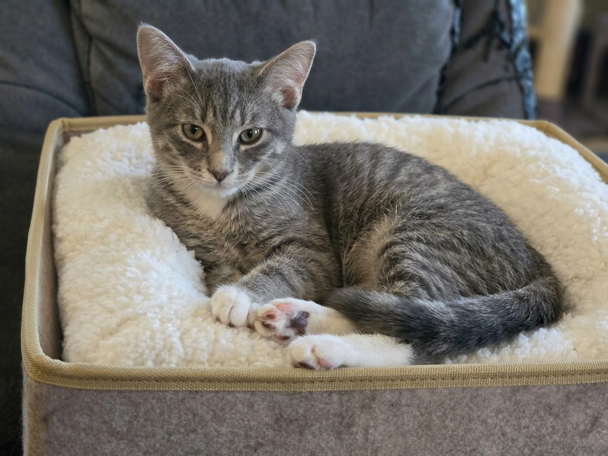 Enlarge Juniper - Playful kitten, a Adoptable Domestic Short Hair in Eagle, WI image 1/6