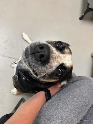 Enlarge Felicity, an adopted mixed breed in Bellingham, WA image 3/3