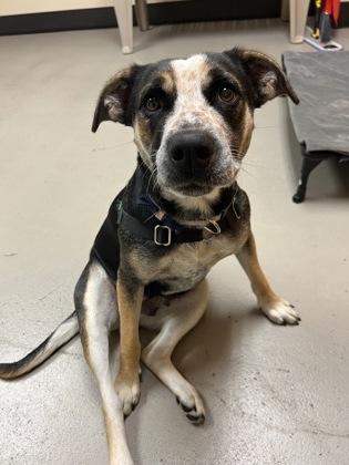 Enlarge Felicity, an adopted mixed breed in Bellingham, WA image 2/3