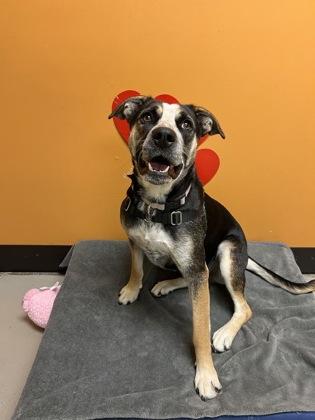 Felicity, ADOPTABLE, Young Female Mixed Breed.