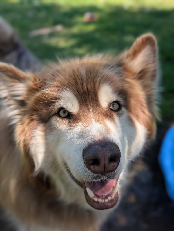 Kota, Adoptable, Adult Male Alaskan Malamute.