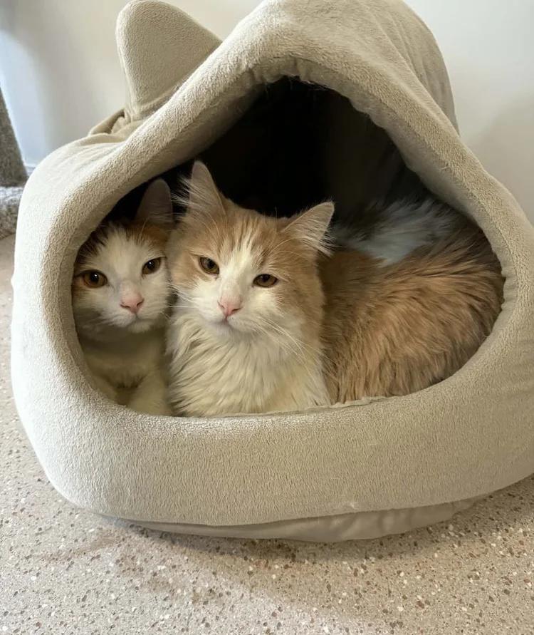 Enlarge Boone, a ADOPTABLE Domestic Short Hair in Winona, MN image 2/4