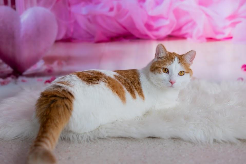 Enlarge Boone, an adoption pending Domestic Short Hair in Winona, MN image 5/6