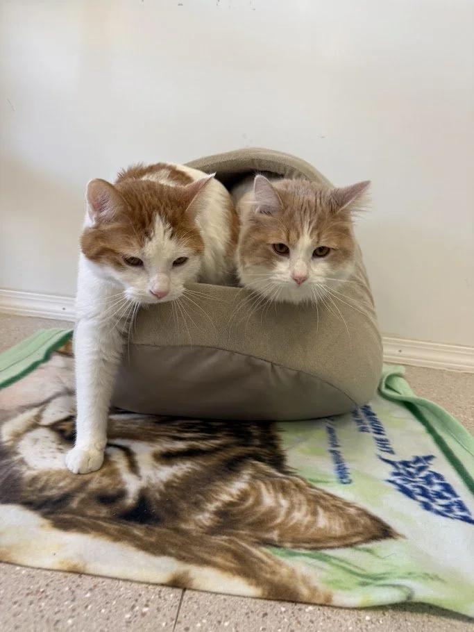 Enlarge Boone, a ADOPTABLE Domestic Short Hair in Winona, MN image 3/4