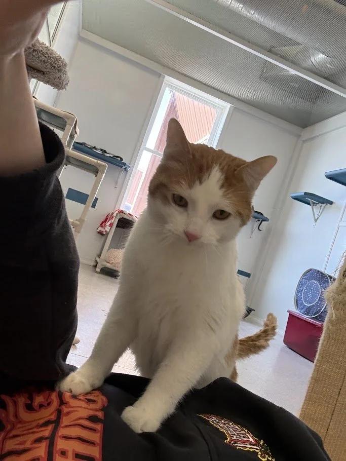 Enlarge Boone, a ADOPTABLE Domestic Short Hair in Winona, MN image 4/4