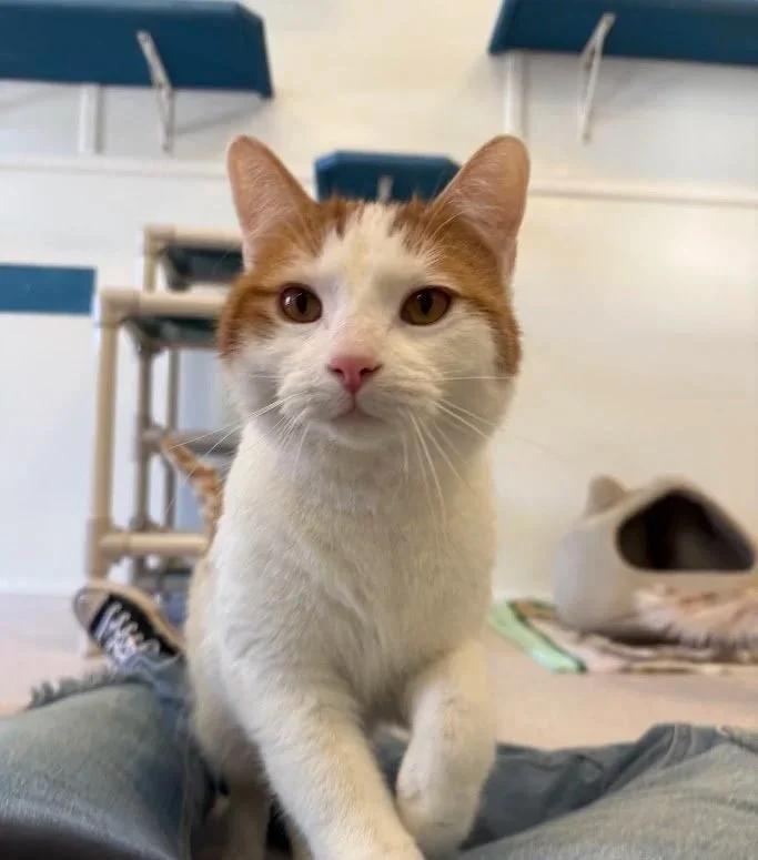 Enlarge Boone, a ADOPTABLE Domestic Short Hair in Winona, MN image 1/4