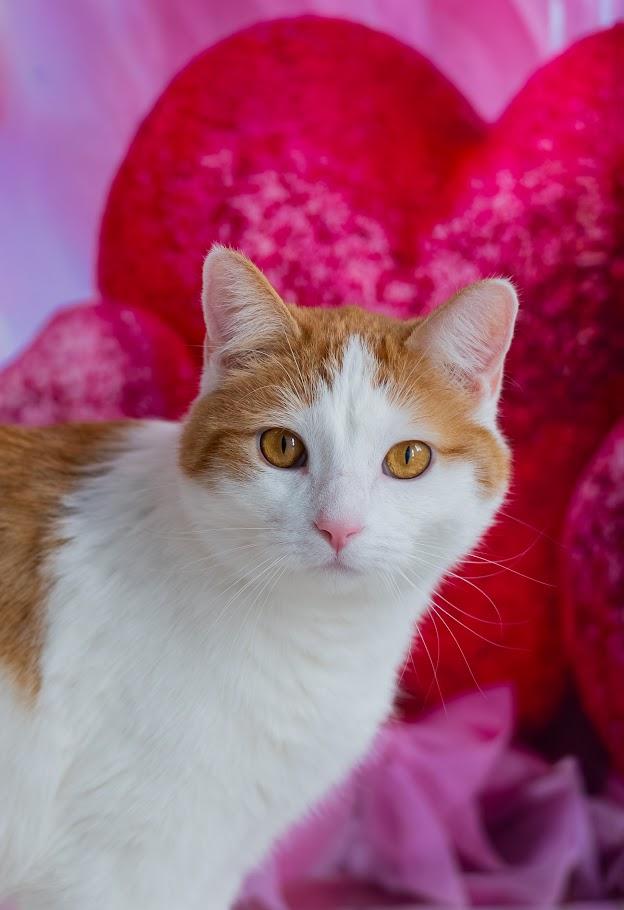 Enlarge Boone, an adoption pending Domestic Short Hair in Winona, MN image 3/6