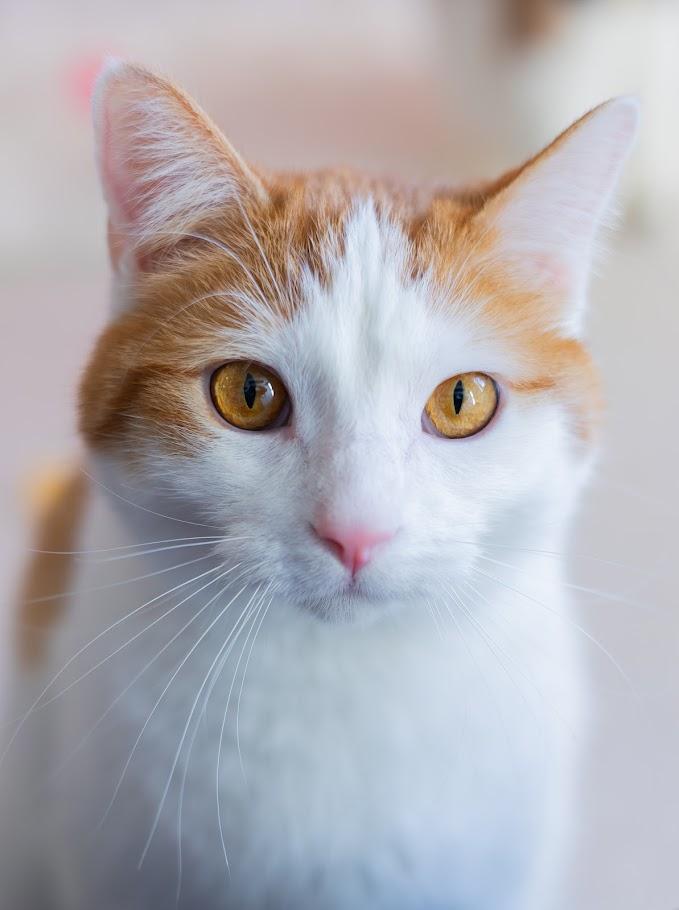 Enlarge Boone, an adoption pending Domestic Short Hair in Winona, MN image 1/6