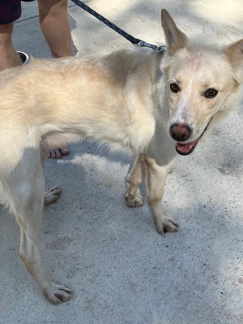 Jesse, adoptable, Young Male Golden Retriever & Shepherd.