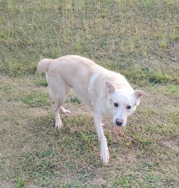 Enlarge Jesse, an adoptable mixed breed in Manhasset, NY image 6/6