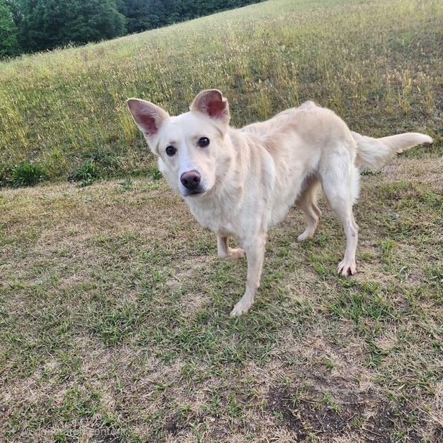 Jesse, adoptable, Young Male Golden Retriever & Shepherd.
