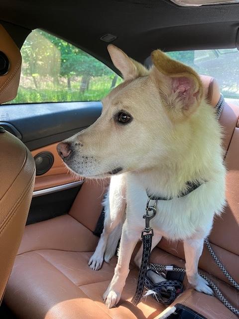 Enlarge Jesse, an adoptable mixed breed in Manhasset, NY image 3/6