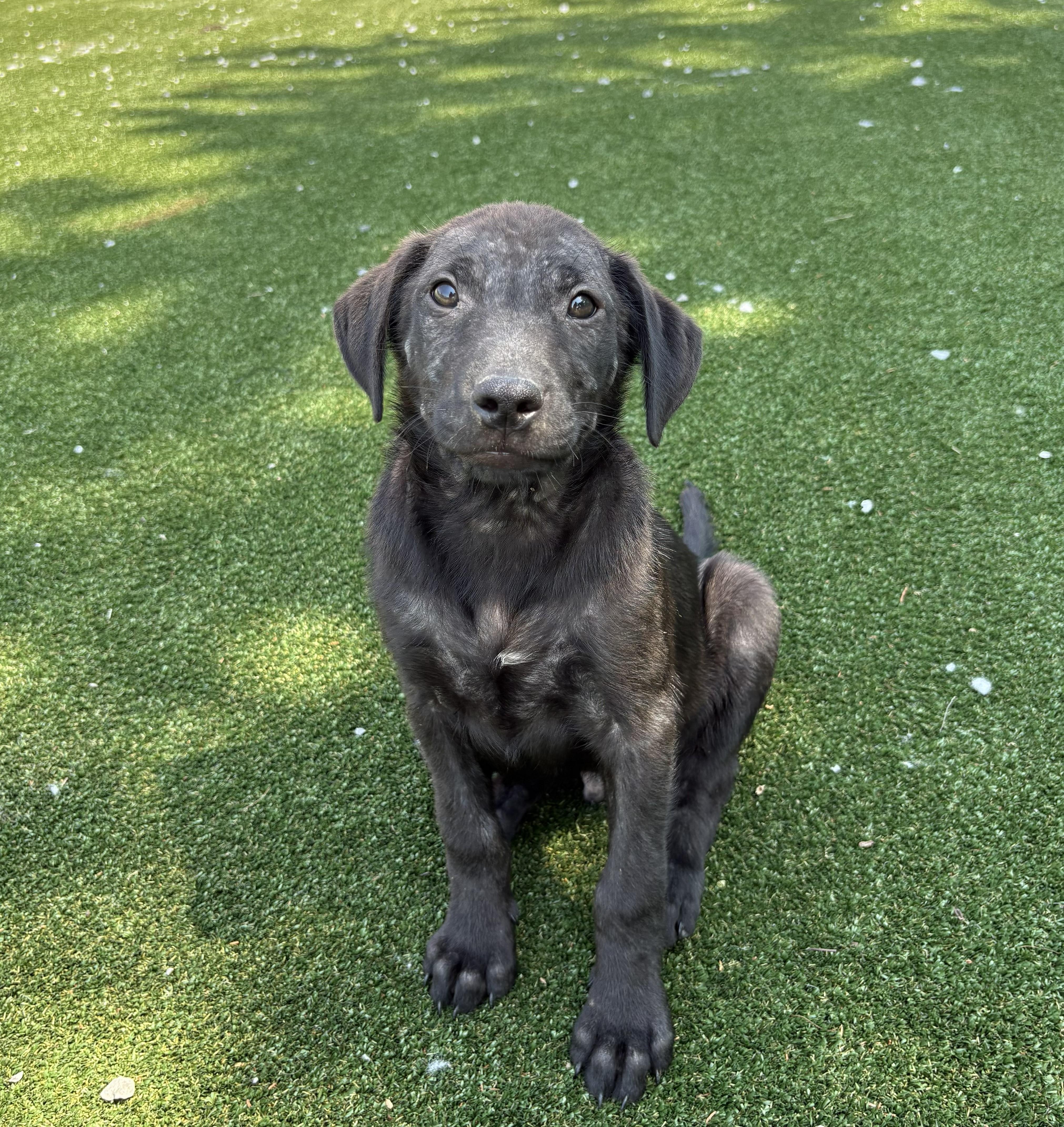 Van Gogh, ADOPTABLE, Puppy Male Labrador Retriever & Shepherd.