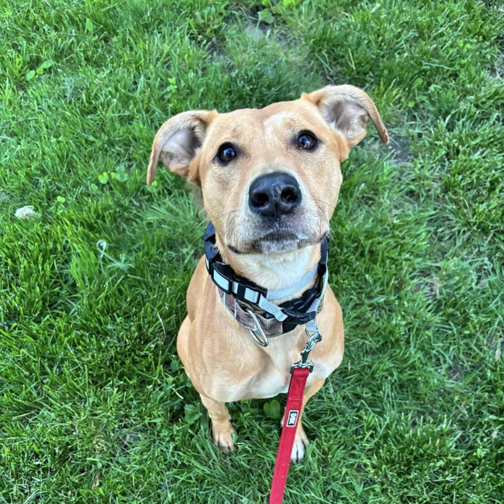 Arya, ADOPTABLE, Young Female Pit Bull Terrier.