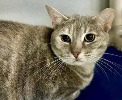 Enlarge Paola, a Adoptable Domestic Short Hair in Alexandria, VA image 1/1