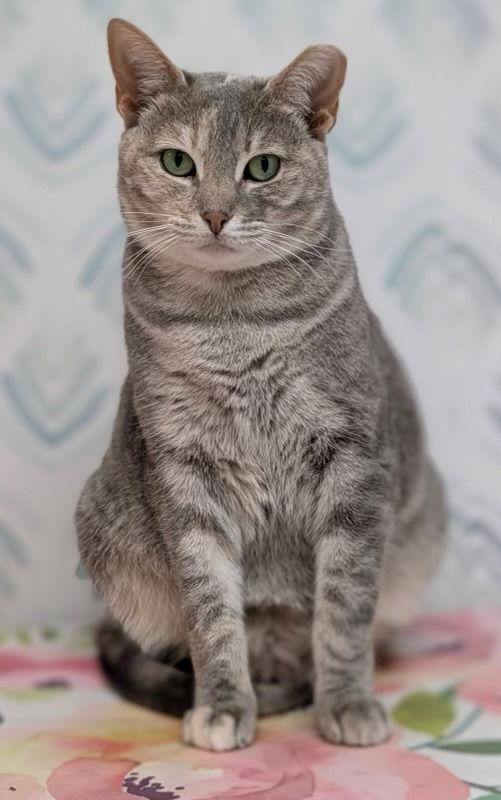 Paola, Adoptable, Young Female Domestic Short Hair.
