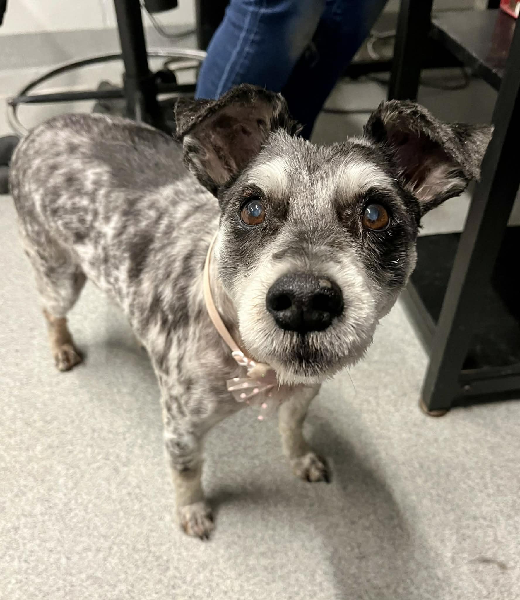 Lucky , Adoptable, Senior Female Miniature Schnauzer.