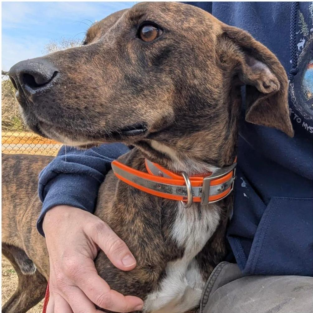 Enlarge MOXI  Available NOW - ADOPTION or RESCUE!, a Adoptable Mixed Breed in Nashville, NC image 1/2