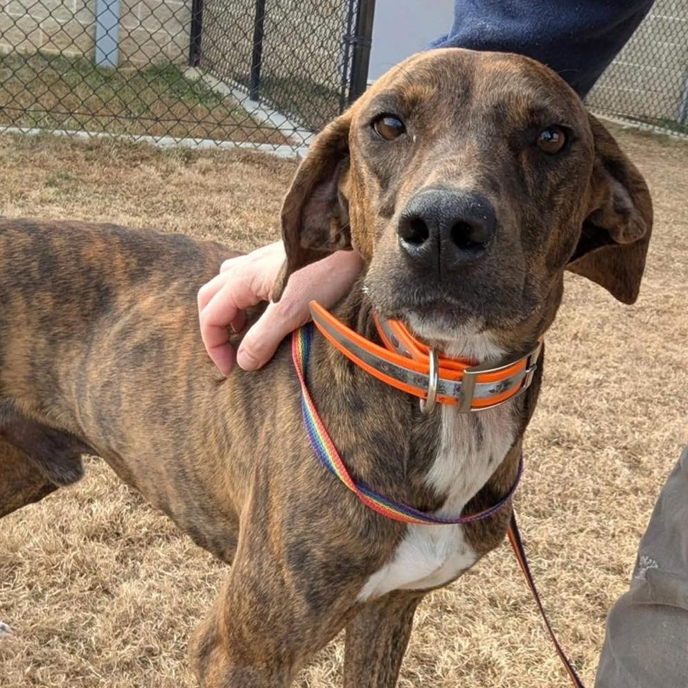 Enlarge MOXI  Available NOW - ADOPTION or RESCUE!, a Adoptable Mixed Breed in Nashville, NC image 2/2