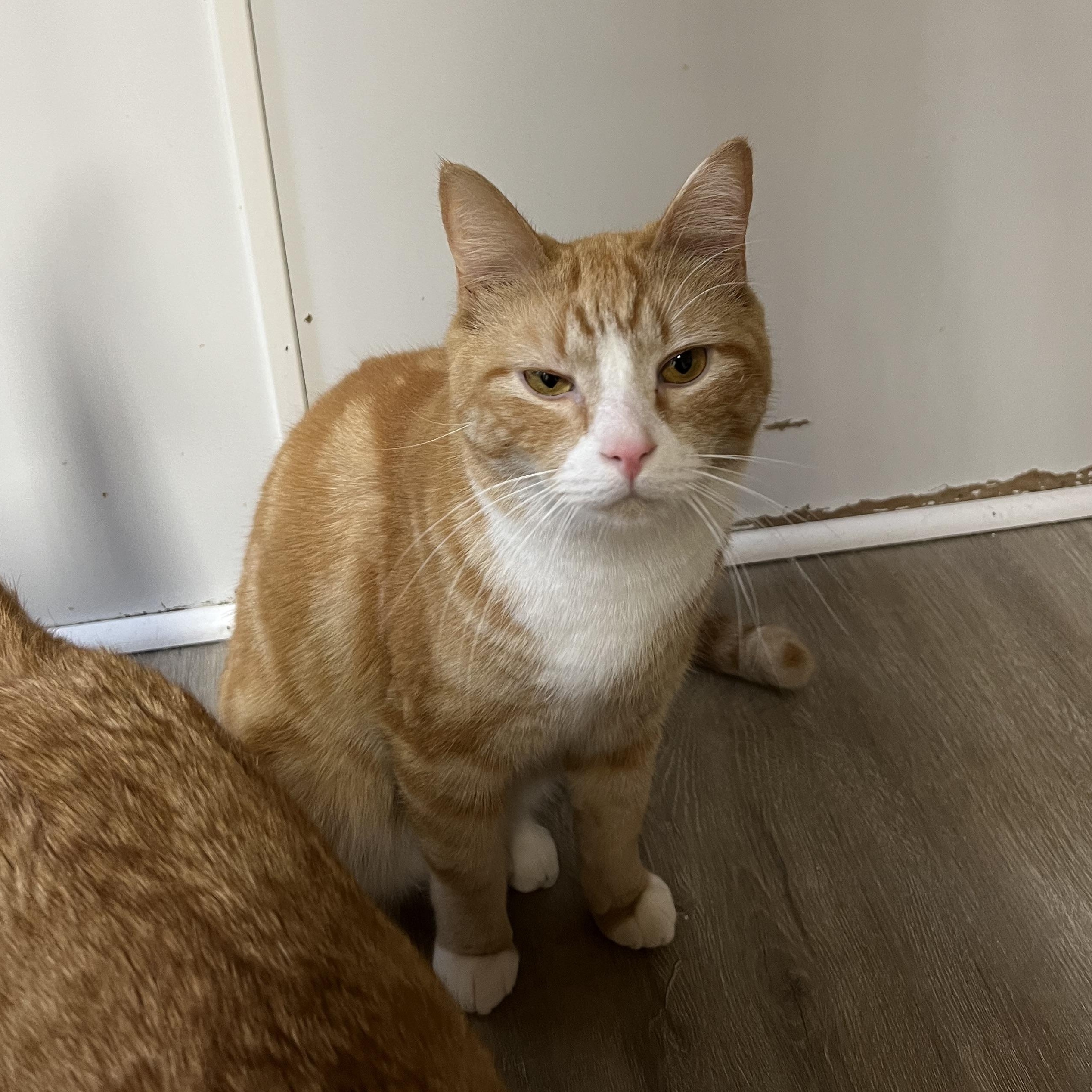 Rupert, a Adoptable Domestic Short Hair in Knoxville, GA image 1/2