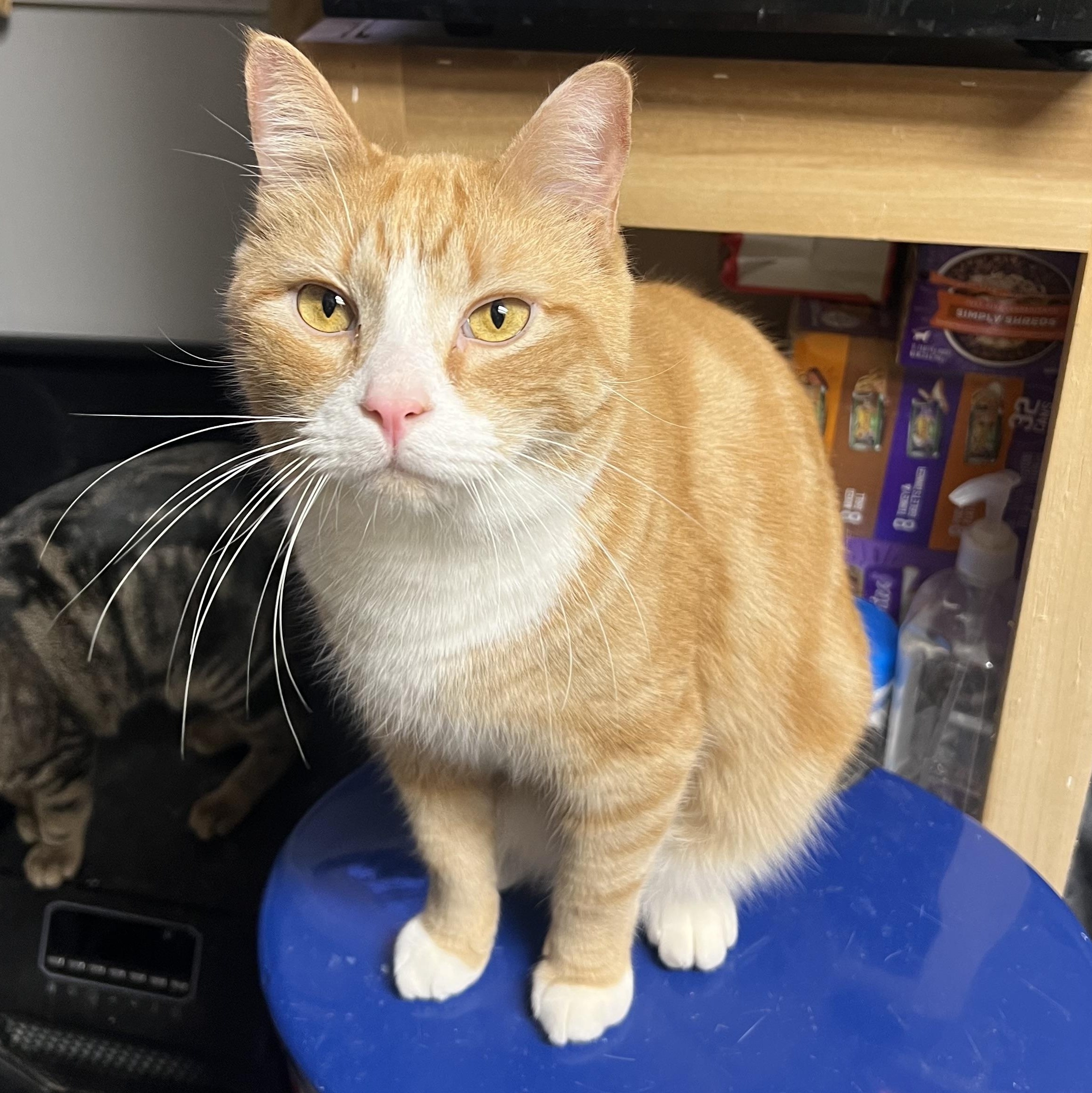 Enlarge Rupert, a Adoptable Domestic Short Hair in Knoxville, GA image 1/3