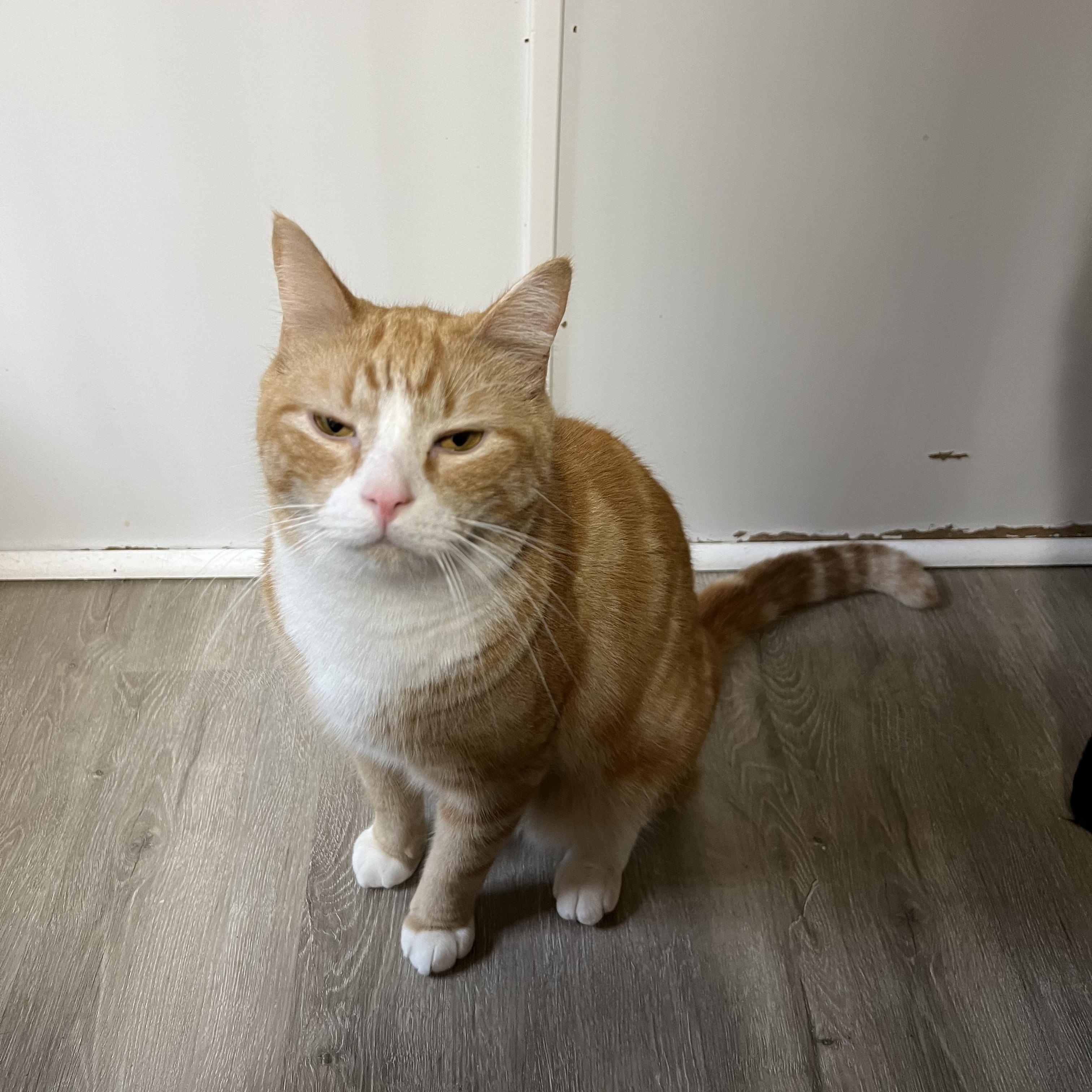 Rupert, a Adoptable Domestic Short Hair in Knoxville, GA image 2/2