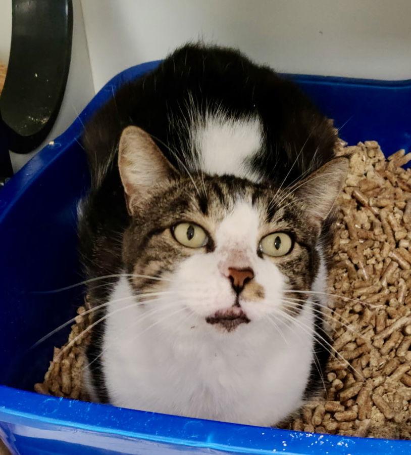 Enlarge Echo Cunningham, a Adoptable Domestic Short Hair in Satellite Beach, FL image 1/1