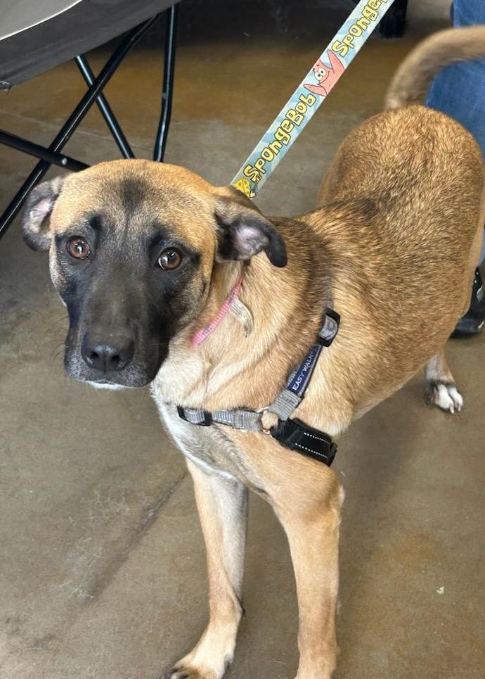 Enlarge Candy - Sweet Thing, a Adopted Shepherd in Rootstown, OH image 1/3