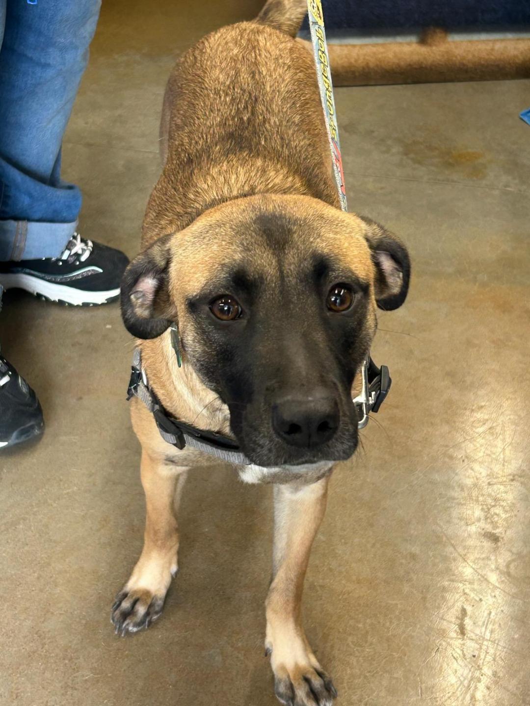 Enlarge Candy - Sweet Thing, a Adopted Shepherd in Rootstown, OH image 3/3