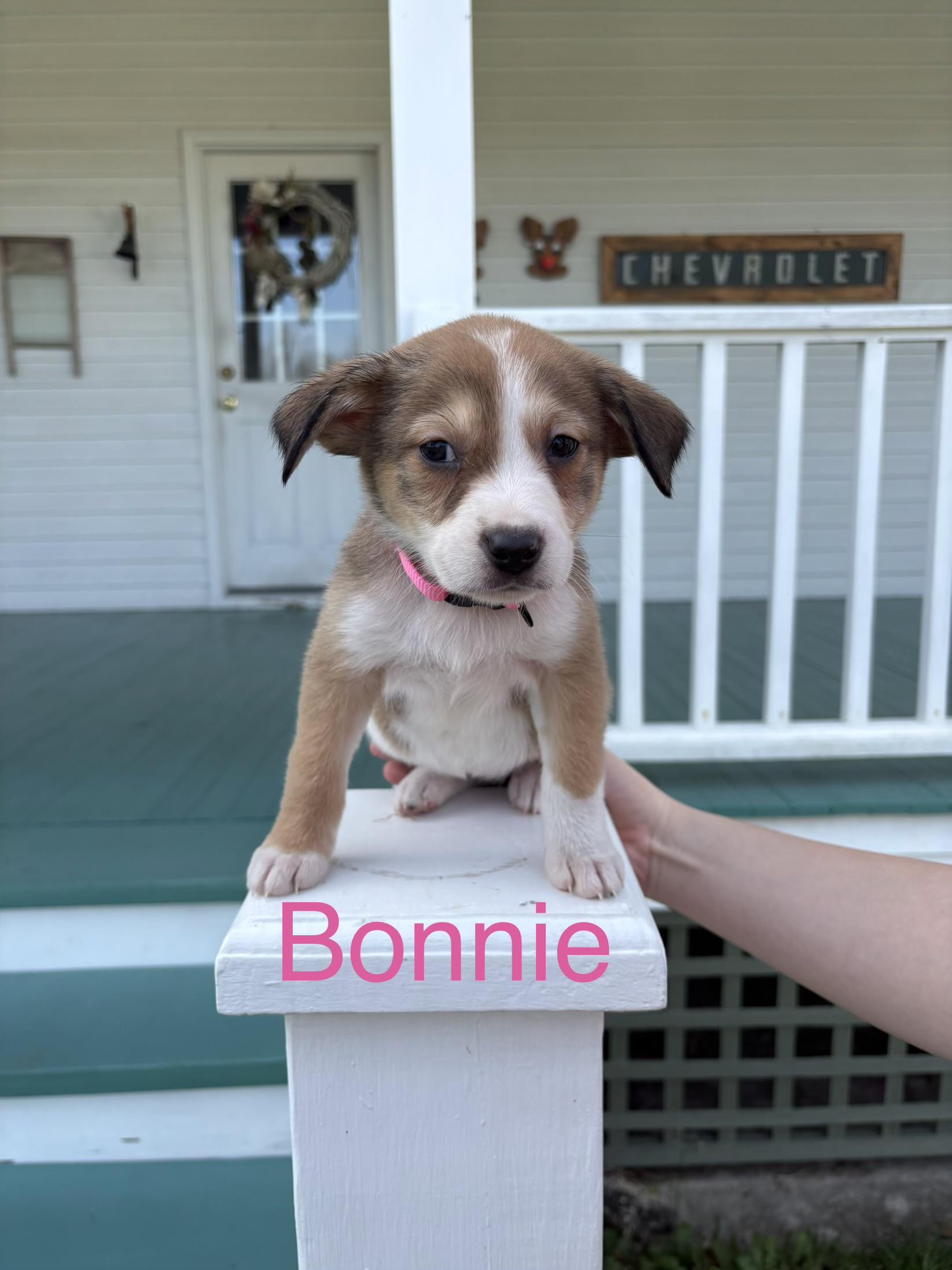 Enlarge Bonnie, a ADOPTABLE mixed breed in Baker, LA image 1/1