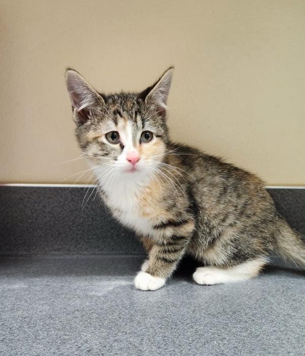 Sunny, Adoptable, Kitten Female Domestic Short Hair.