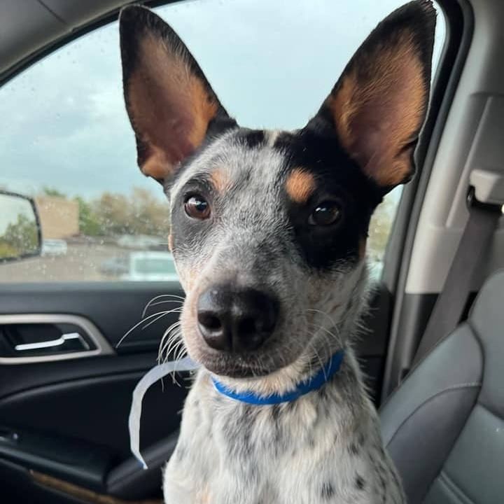 Perky Parker, Adoptable, Adult Male Mixed Breed & Australian Cattle Dog / Blue Heeler.