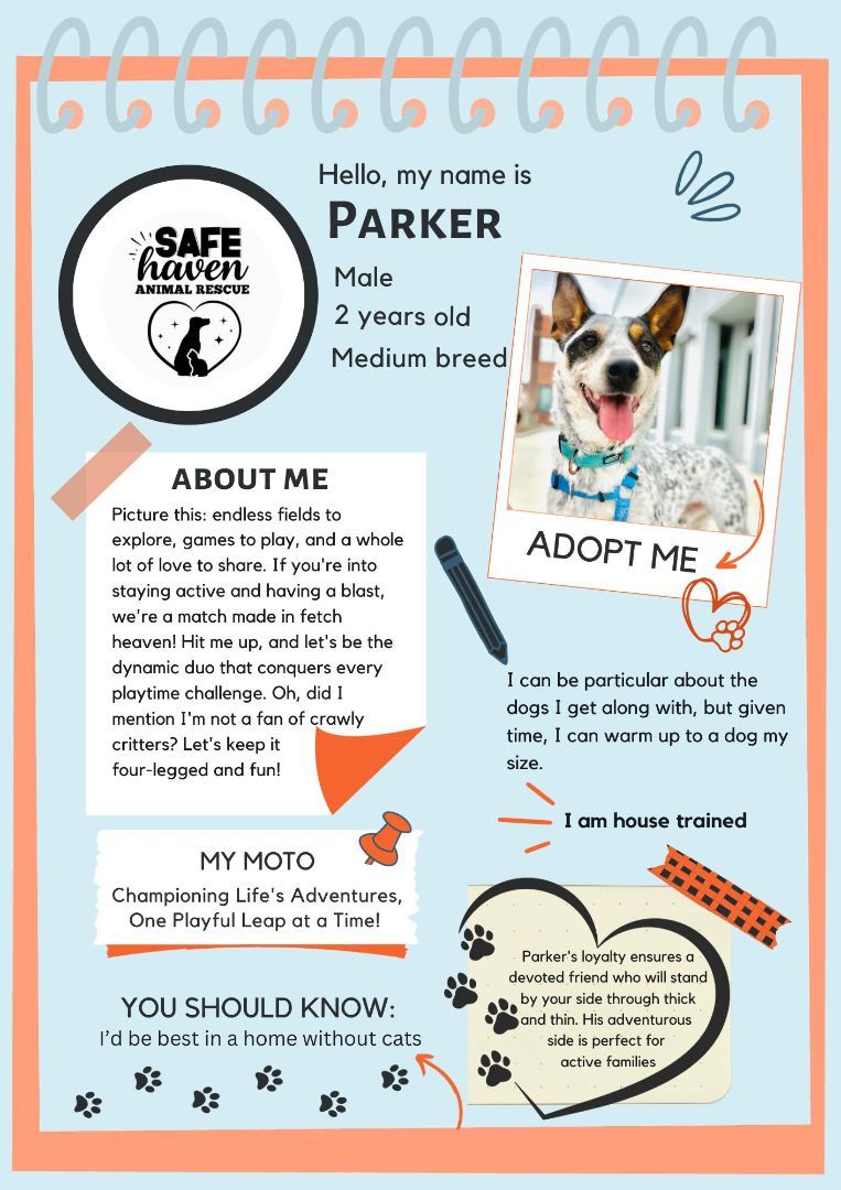 Perky Parker, an adoptable Mixed Breed, Australian Cattle Dog / Blue Heeler in Warr Acres, OK, 73122 | Photo Image 3