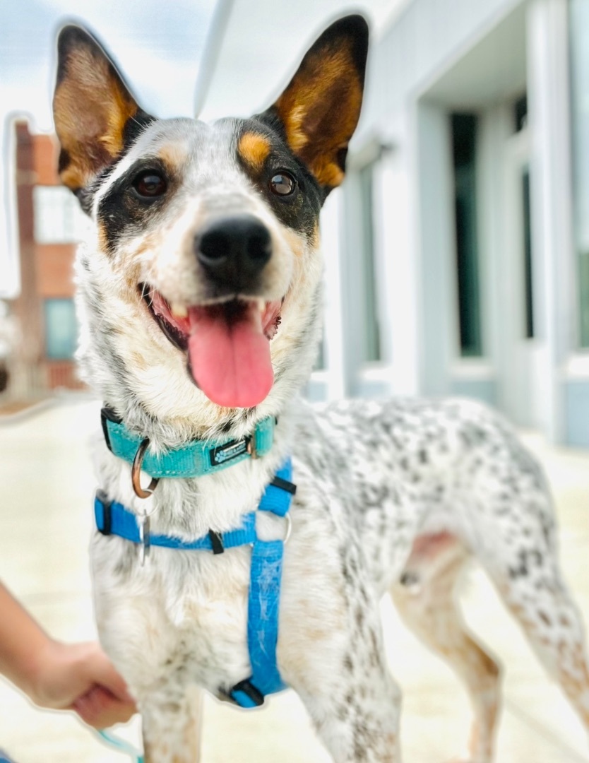 Perky Parker, an adoptable Mixed Breed, Australian Cattle Dog / Blue Heeler in Warr Acres, OK, 73122 | Photo Image 1